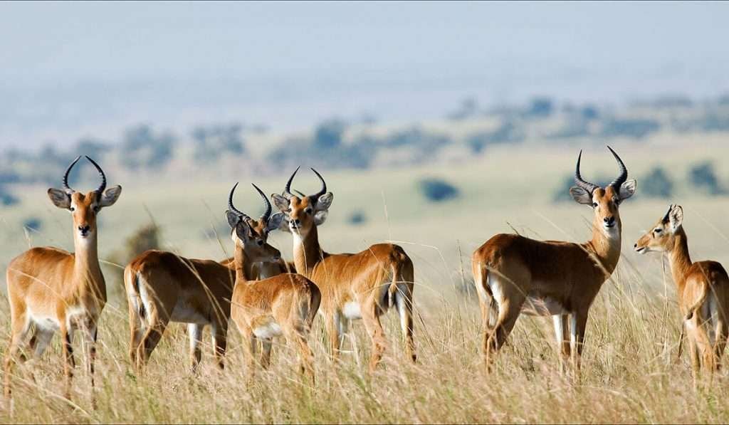3 Days Safari to tarangire national park ,Ngorongoro Crater 
and Maasai village