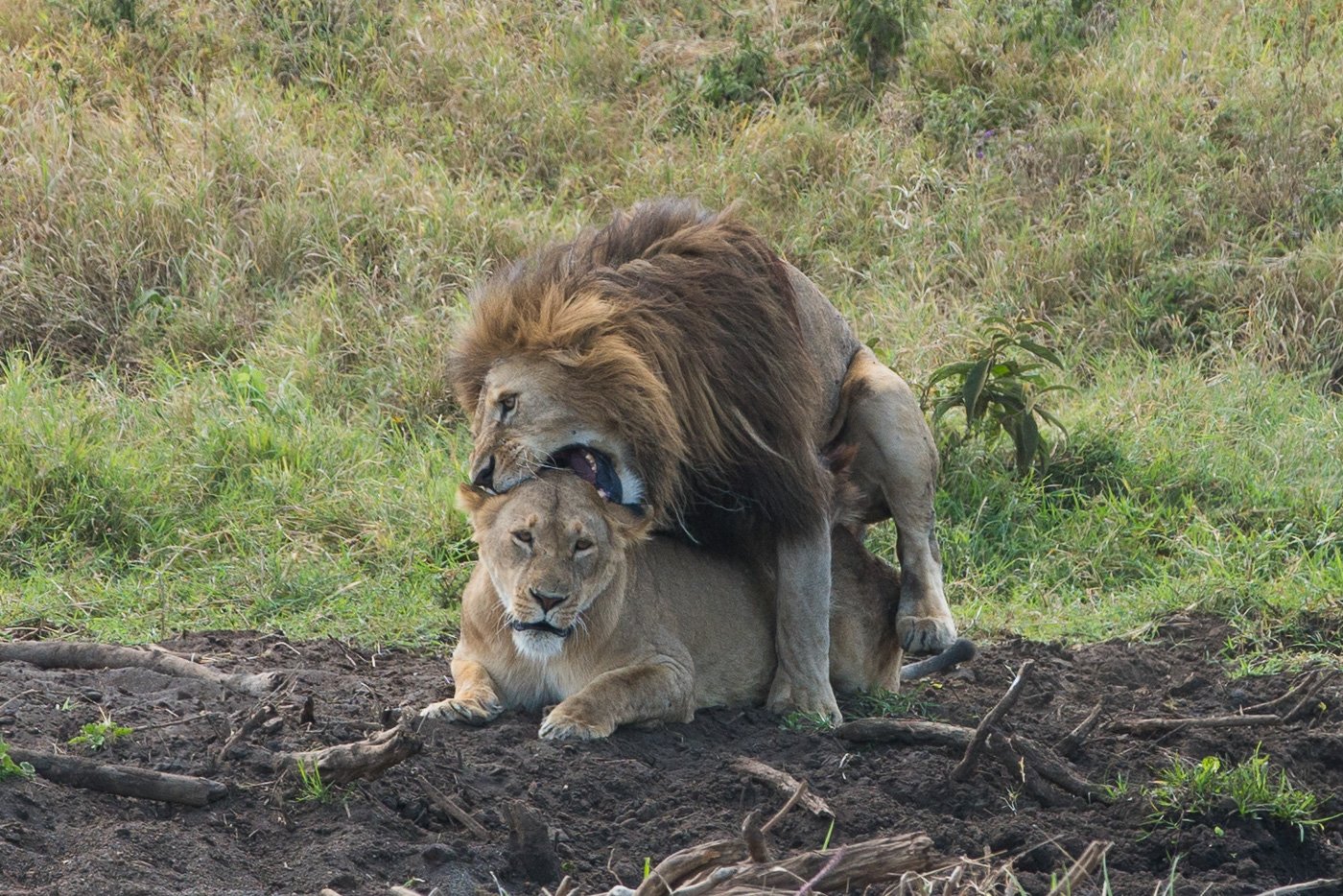 5 Days Safari to Lake Manyara, Ngorongoro Crater and Serengeti National Park